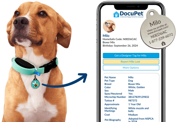 A collection of items for ensuring your dog will be returned if they are lost: A smart tracker, a dog tag and a pet identification card.